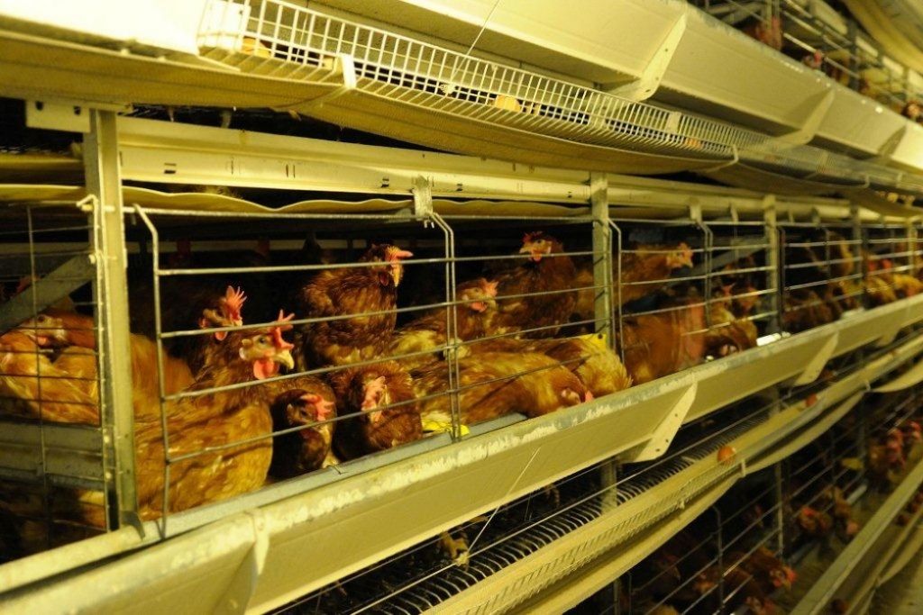 Izmaksās 297,5 tūkstošu eiro kompensāciju Balticovo par salmonelozes dēļ iznīcinātām vistām