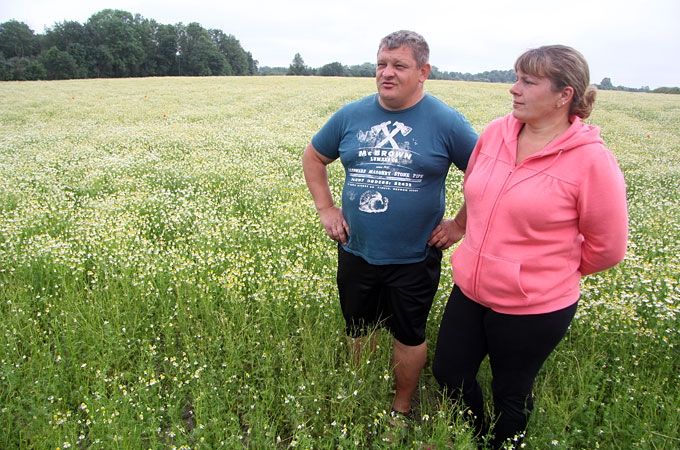  «Rūķīšu tēja» – viena no lielākajām ārstniecības augu audzētājām Latvijā