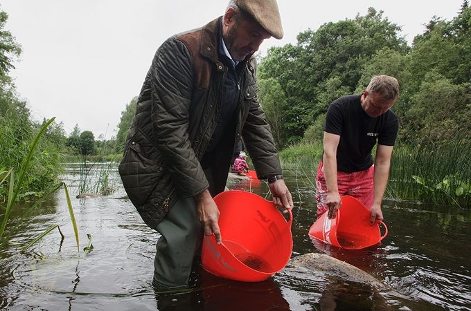 Latvijas upes kļuvušas par miljons forelēm bagātākas (ar foto)