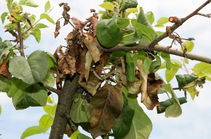 Karstums Vilcē pamodina bakteriālo iedegu