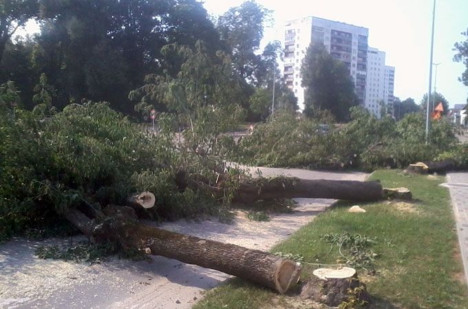 FOTO: Koku zāģēšanas paraugstunda Pasta ielā 