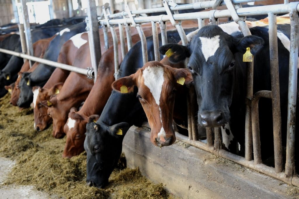 Rīgas piensaimnieks: Veikalu cenām jākrīt solidāri ar piena iepirkuma cenām