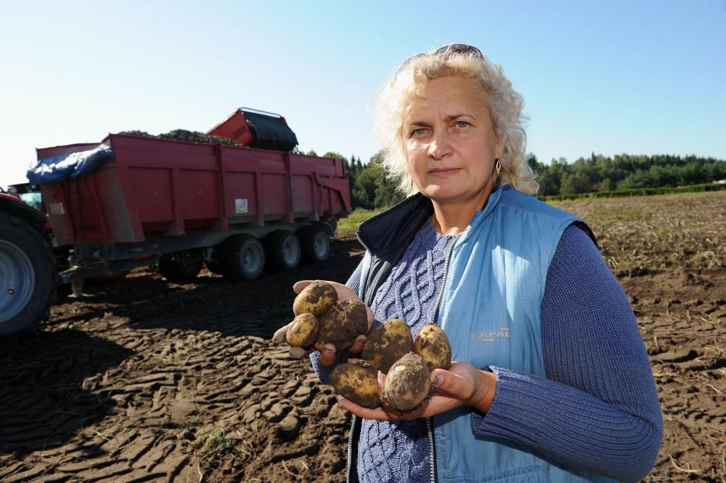 Pārtikas bizness: Kartupeļu audzētāju biznesam iegriež mitrums un tupeņu cenas 