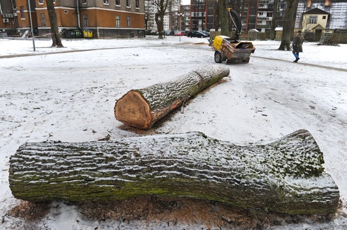 Raiņa parkā izzāģē bojātos kokus