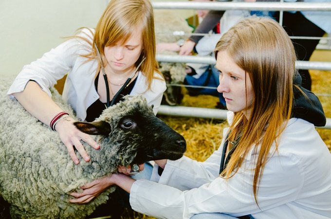 LLU aicina papildināt zināšanas aitu ganāmpulku pārraugiem