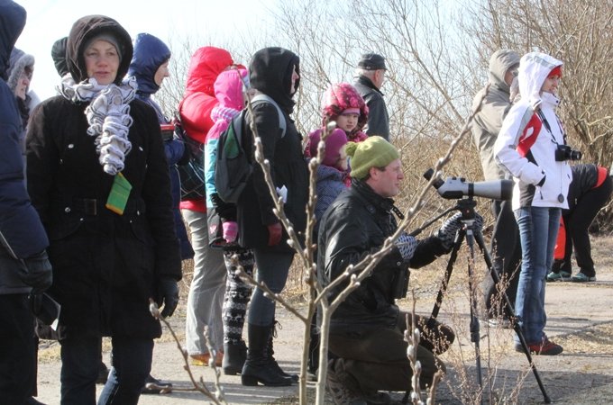 Svētes palienē pulcējas zosis un gulbji (FOTO)