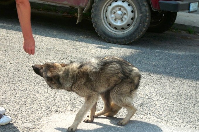 Baložu kapu tuvumā no braucošas automašīnas izmet suni; noķer privātmāju zagli