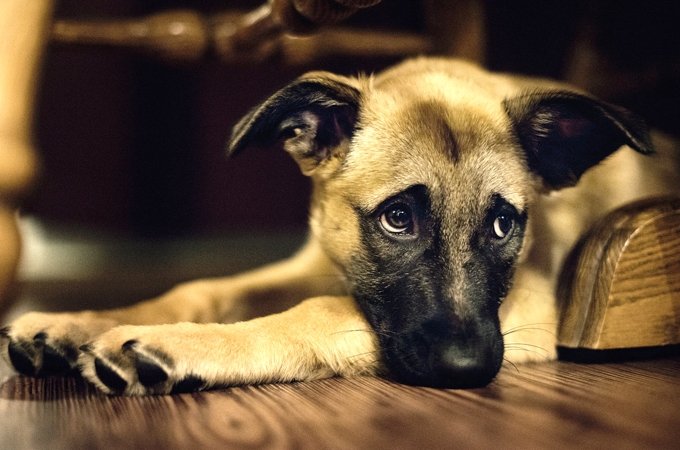 Veterinārārsti brīdina par ļoti bīstamas suņu slimības uzliesmojumu