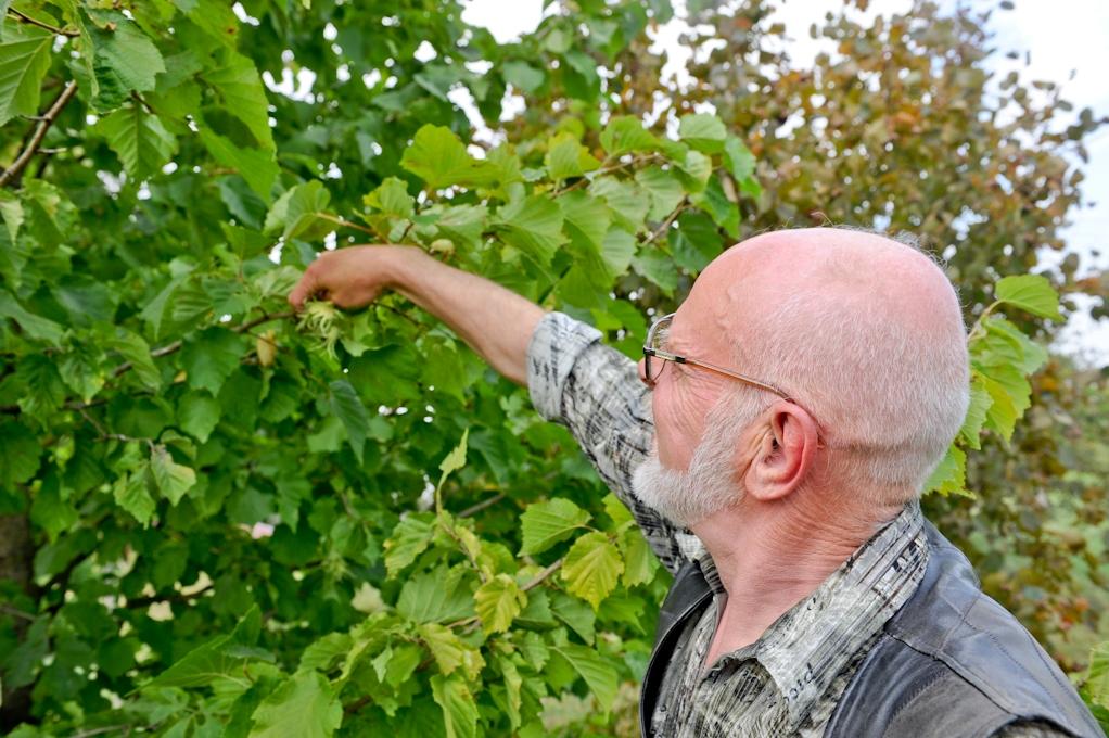 Zem senču stādītā ozola (FOTO)