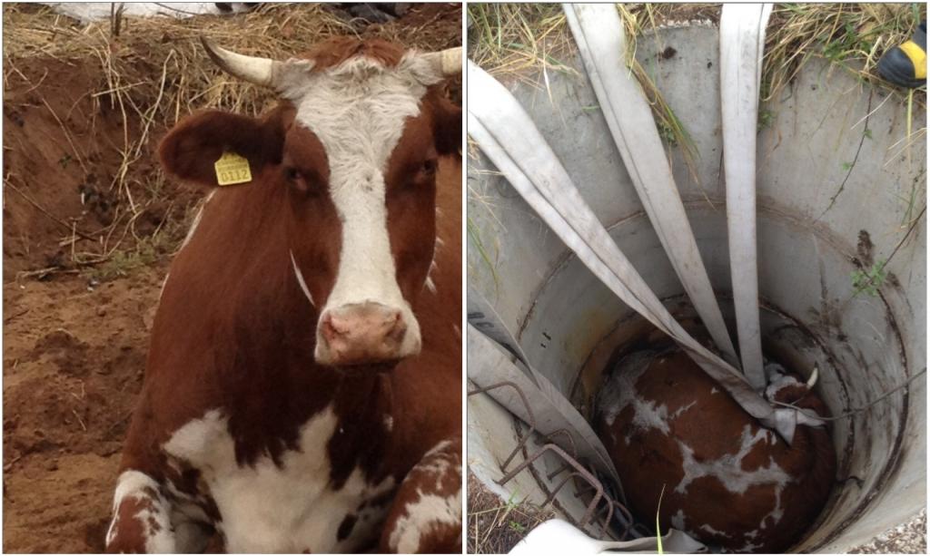 Mālpilī govi no akas izceļ ar šļūtenēm un strēli (FOTO)