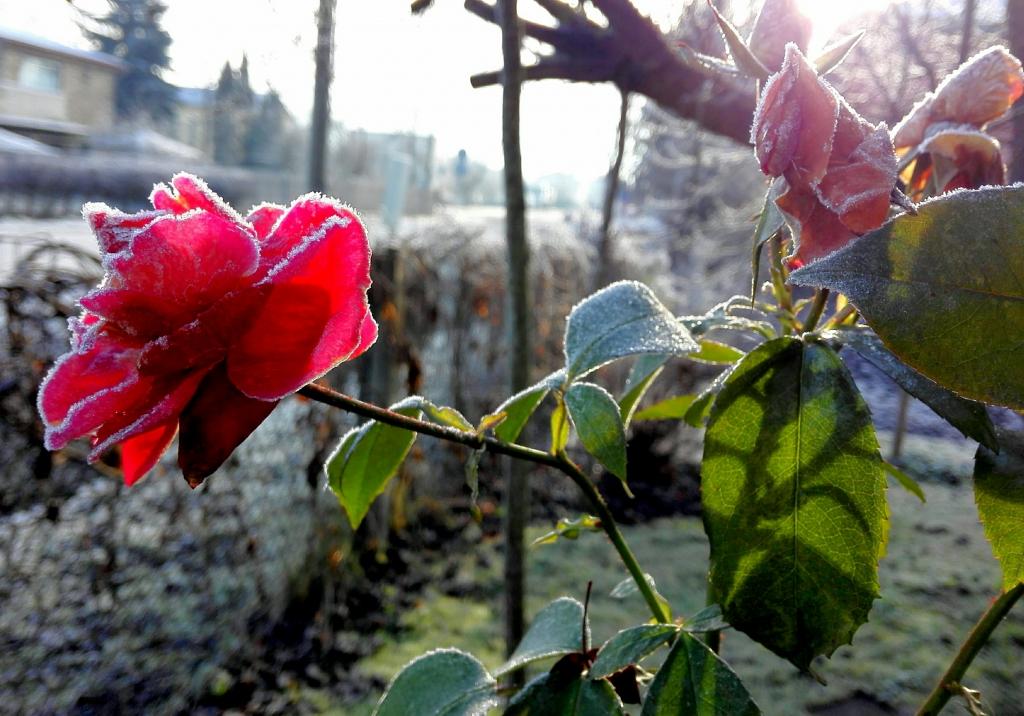 Visaukstākā nakts aizvadīta Jelgavā – mīnus astoņi grādi