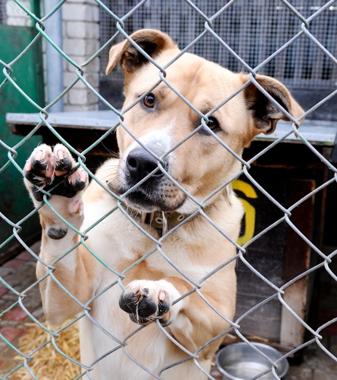  Veterinārārsti neatbalsta ministrijas ierosinājumu atlikt lolojumdzīvnieku apzīmēšanu ar mikročipiem 