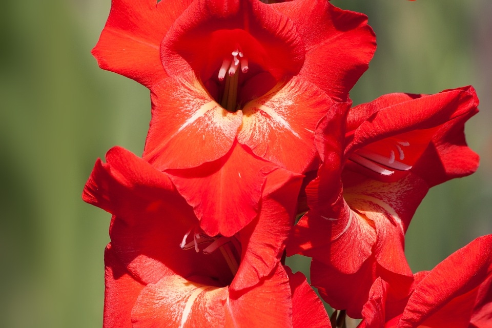 Krāšņās gladiolas – spilgts akcents arī Tavā puķu dobē