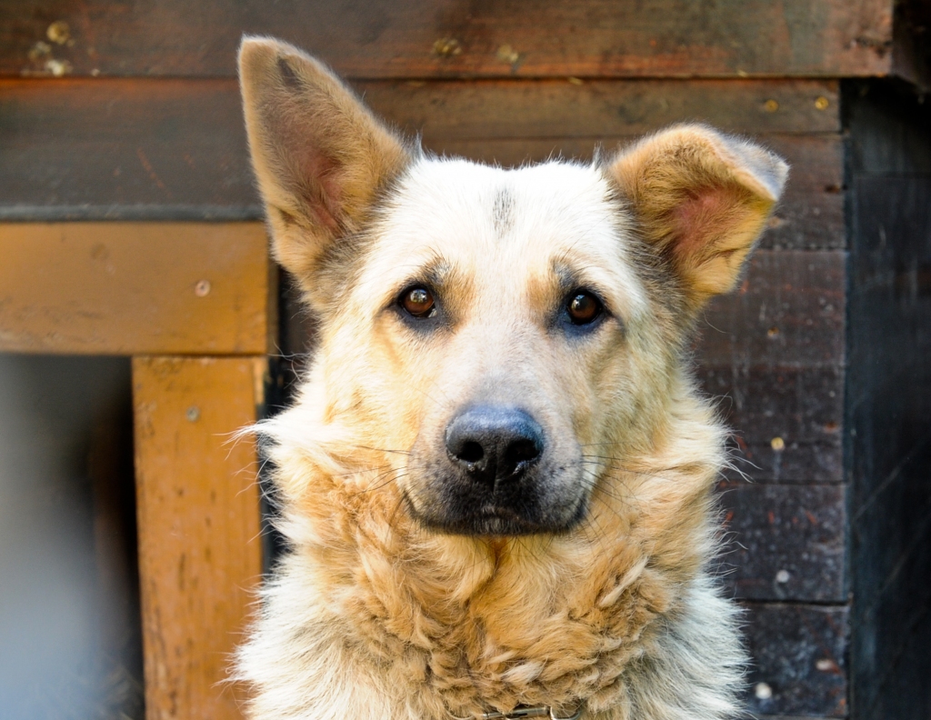 «Dogo» ražotājs vaino veterinārārstus suņu slimības datu slēpšanā