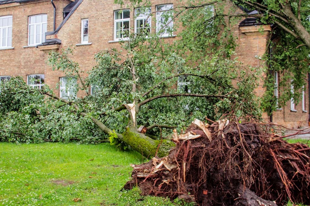 Negaisā krītoši koki Kalnciema–Klīves baznīcai ielauž jumtu (FOTO)