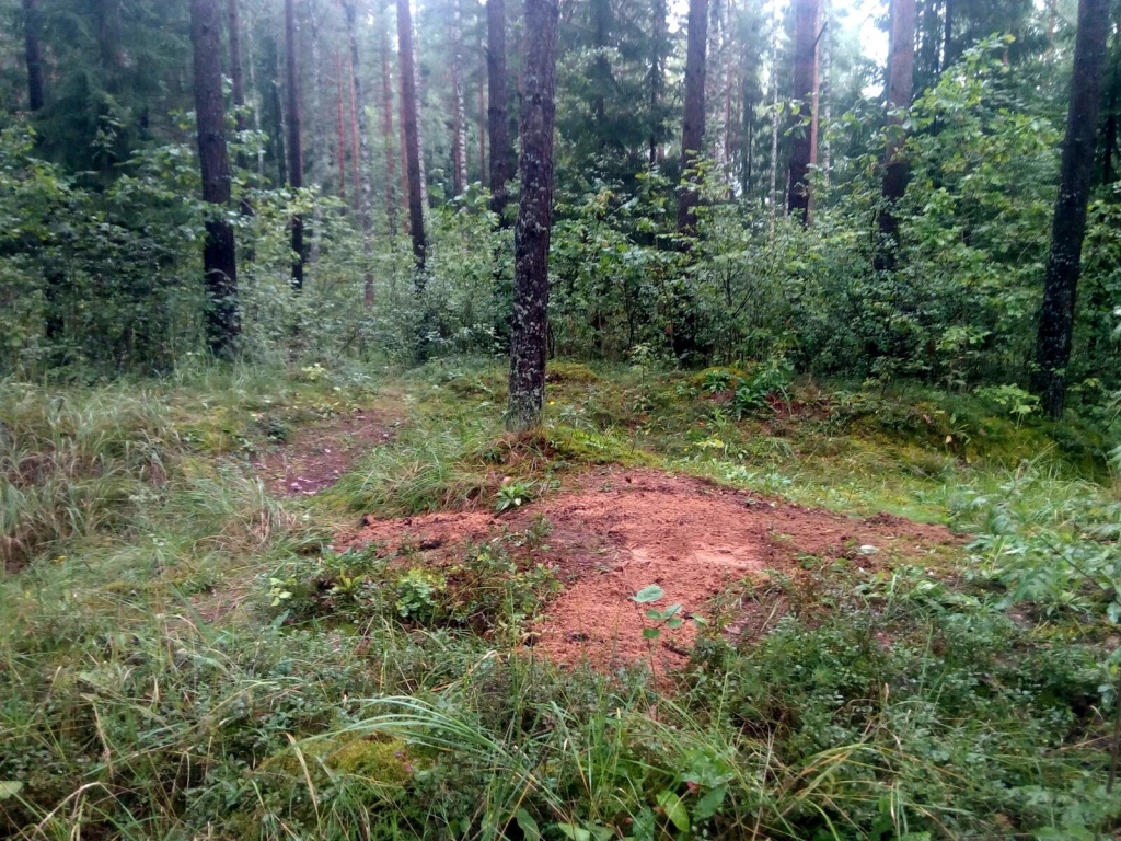 Ozolnieku novada dome nolīdzinājusi nelegālos dzīvnieku kapus; zemes īpašnieks neko nezinot