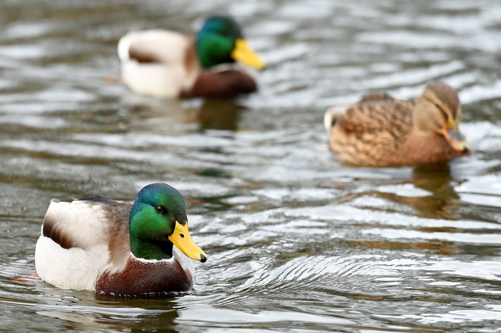 Pirmdien gaisa temperatūra pakāpsies līdz plus 18 grādiem