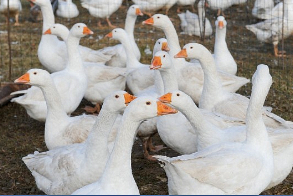 Putnu gripa ir netālu, mājputnu turētājiem jāievēro biodrošība