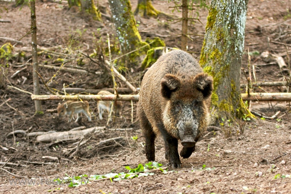 Āfrikas cūku mēri pirmo reizi konstatē Dobeles novada mežos