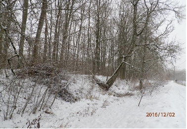 Izsludina publisko apspriešanu par koku ciršanu Vircavas parkā (FOTO) 