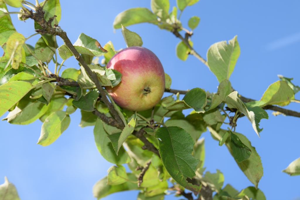 Rudens lauku dienā Dobelē stāstīs par aktualitātēm augļkopībā