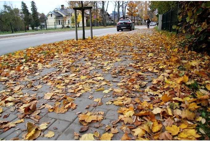Jelgavā bez maksas var nodot līdz pieciem maisiem koku lapu (papildināts)