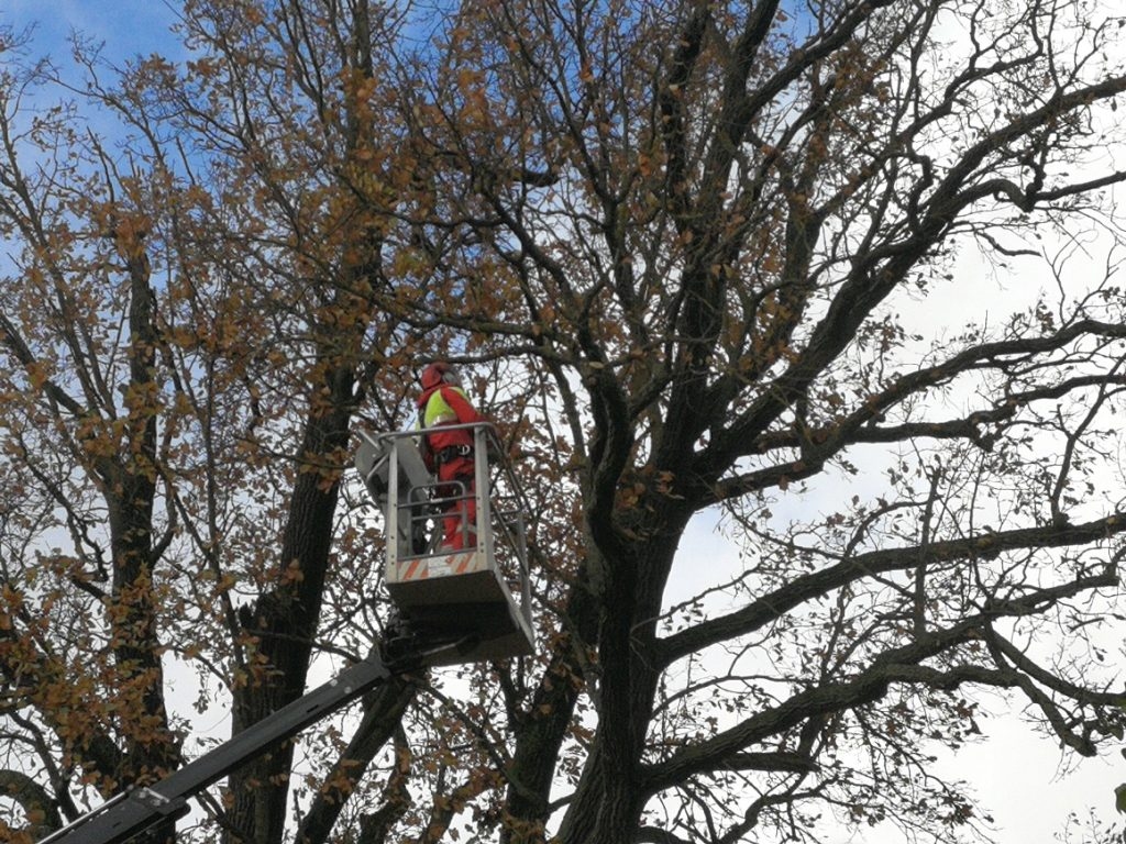 Pilsētā strādā arboristi