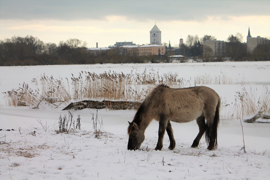 Ledus skulptūru festivāla laikā daudzveidīgas atpūtas un izklaides iespējas