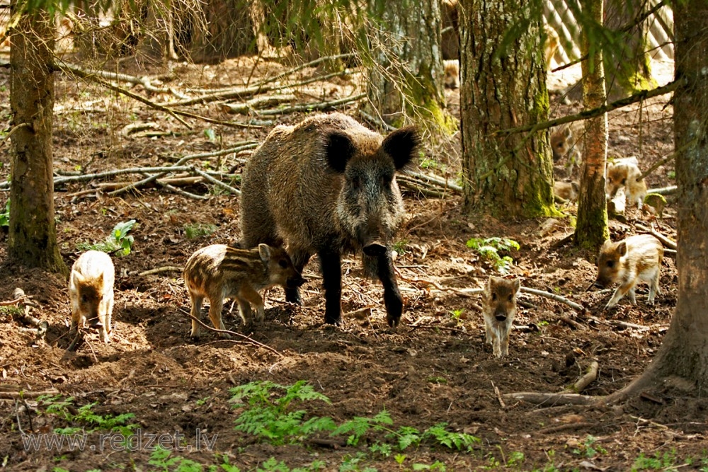 Āfrikas cūku mēris pagājušajā nedēļā atklāts desmit mežacūkām