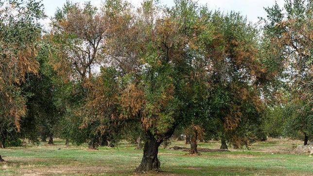 Brīdina par bīstamu augu slimību