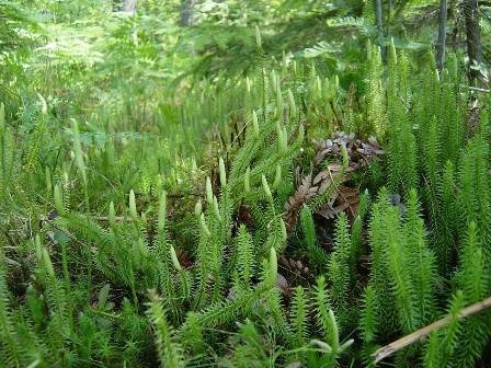 Svētku rotā neizmantosim retos augus! (FOTO)