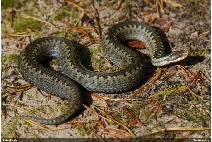 Latgales zoodārza direktors: Čūsku kļūst arvien vairāk, cilvēkam ar tām ir jāsadzīvo