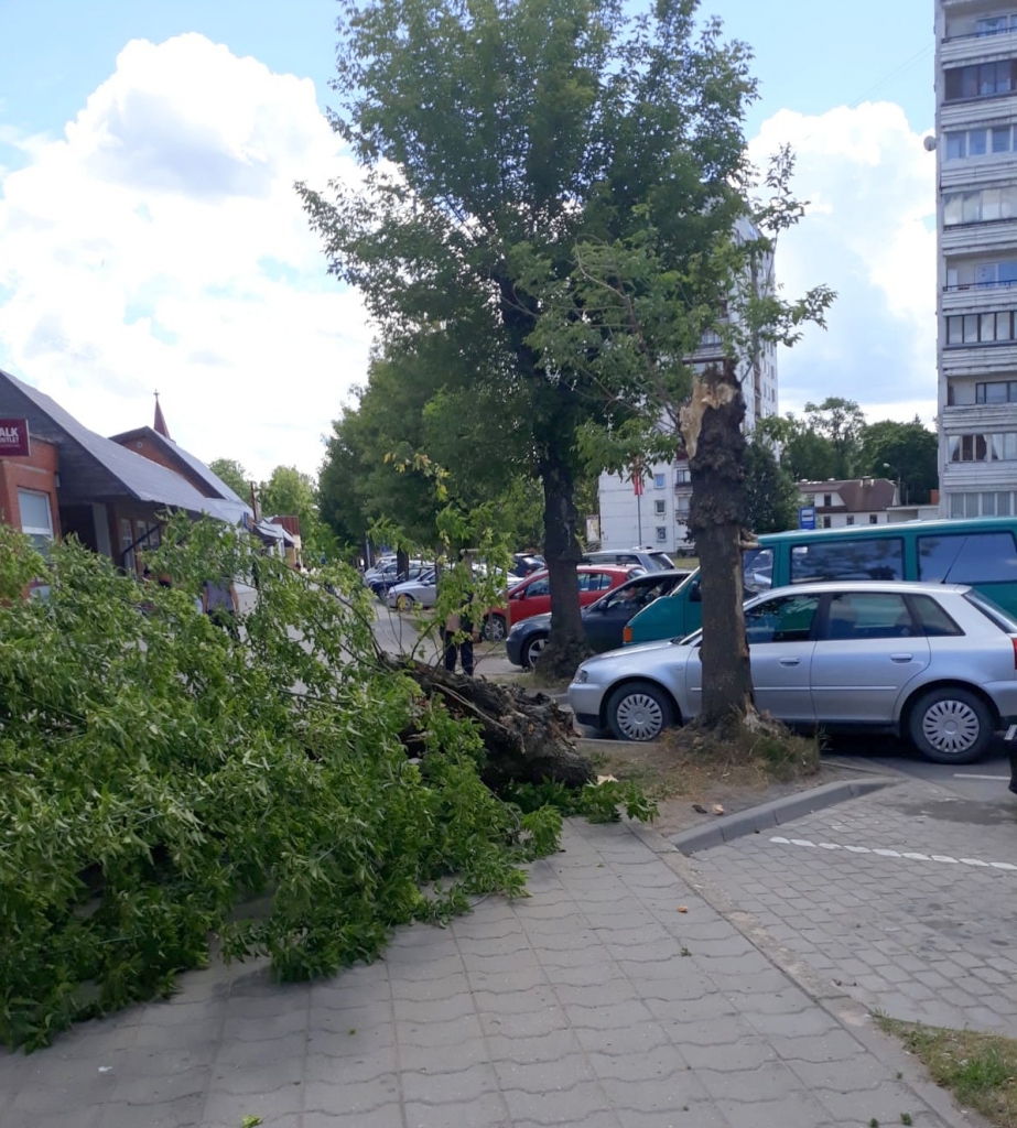 Gājējai Jelgavā gandrīz uzkrīt lūstošs koks (FOTO) (papildināts)