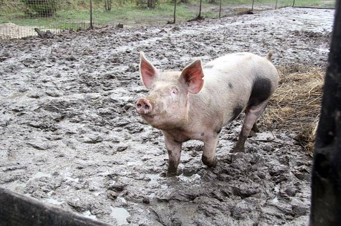 Asociācija: Āfrikas cūku mēris Jaunsvirlaukas pagastā varētu būt ievazāts pa atvērtām kūts durvīm