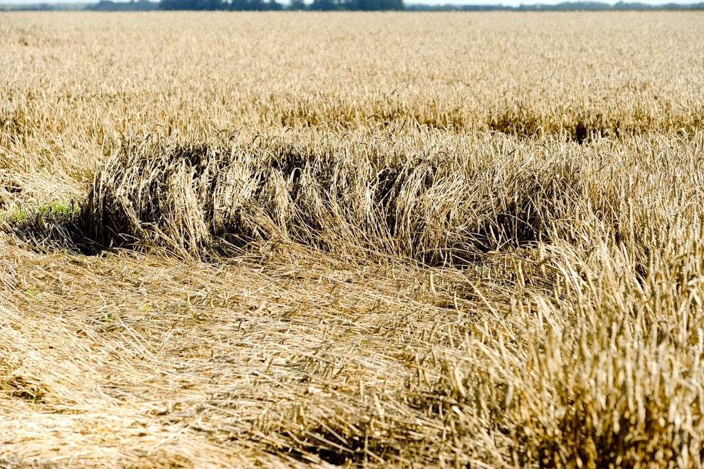 Graudu novākšana lielākos apmēros varētu sākties jau jūlija otrajā pusē