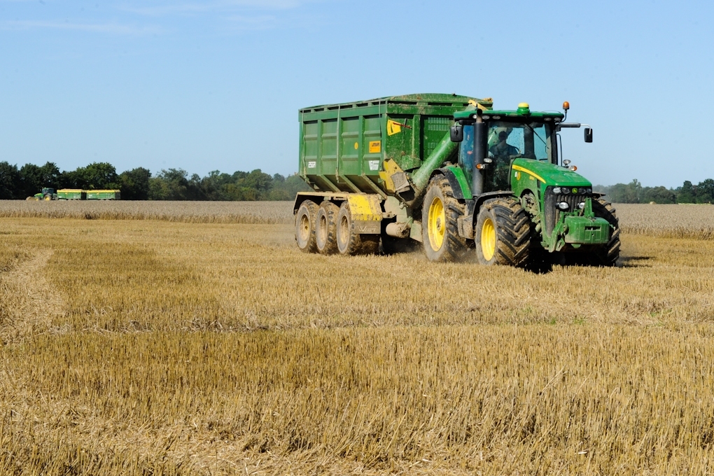 Šogad Latvijā prognozē par deviņiem procentiem mazāku kviešu ražu