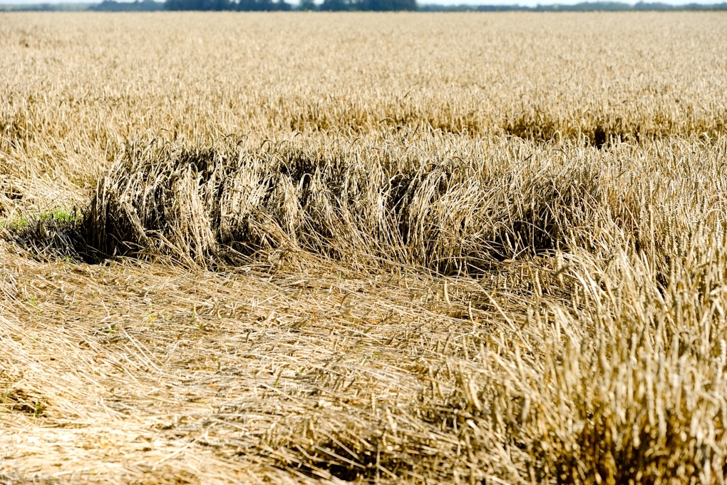 Graudi būs rupjāki, bet ne ražīgāki
