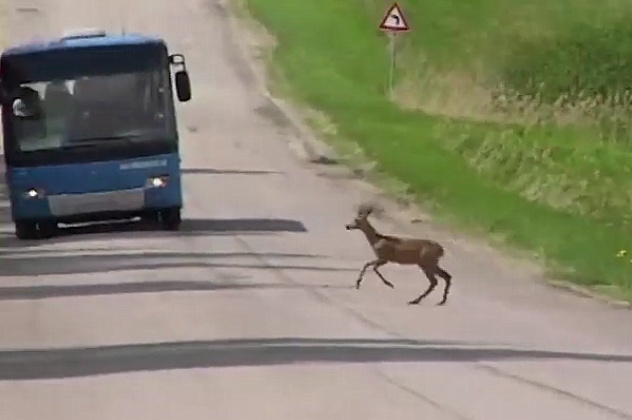 Kā izvairīties no meža dzīvnieka uz ceļa? (VIDEO)