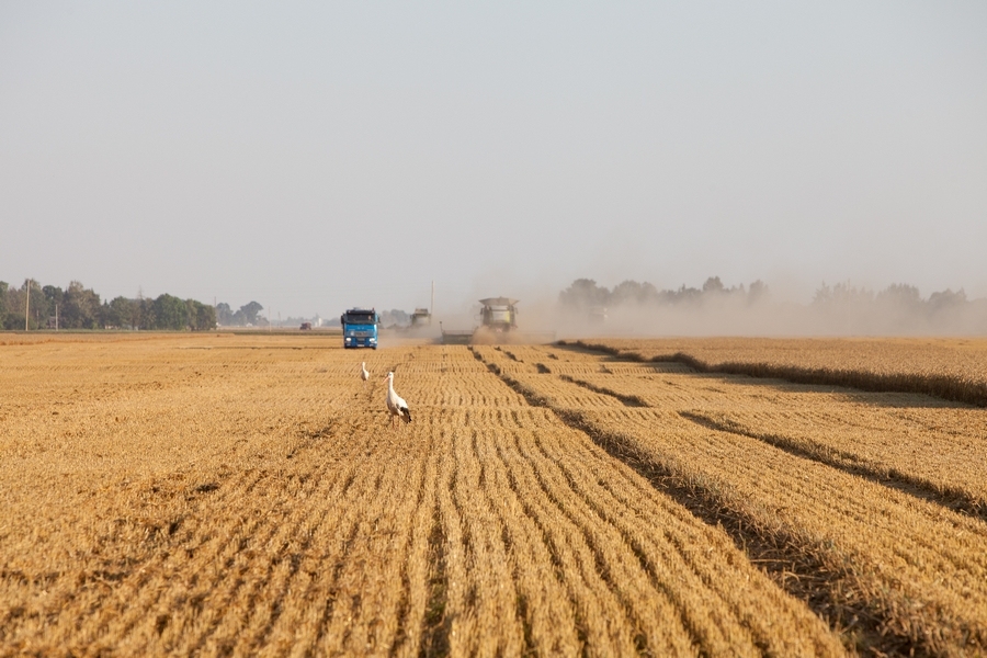 Karstā laika dēļ labības kulšana šogad noslēgusies daudz agrāk (FOTO)