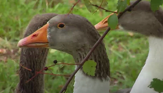 Selekcionāri aicina atsaukties Kurlandes zosu audzētājus (VIDEO)