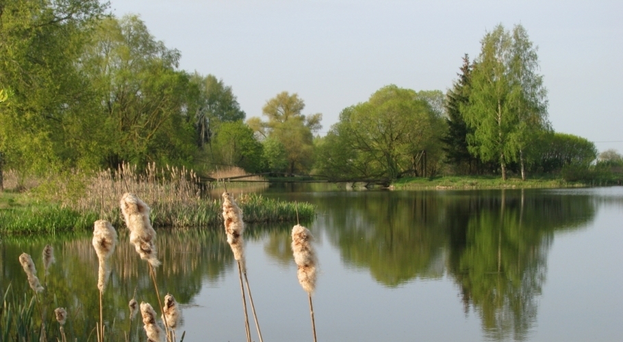 Platones upē savairojušās zilaļģes