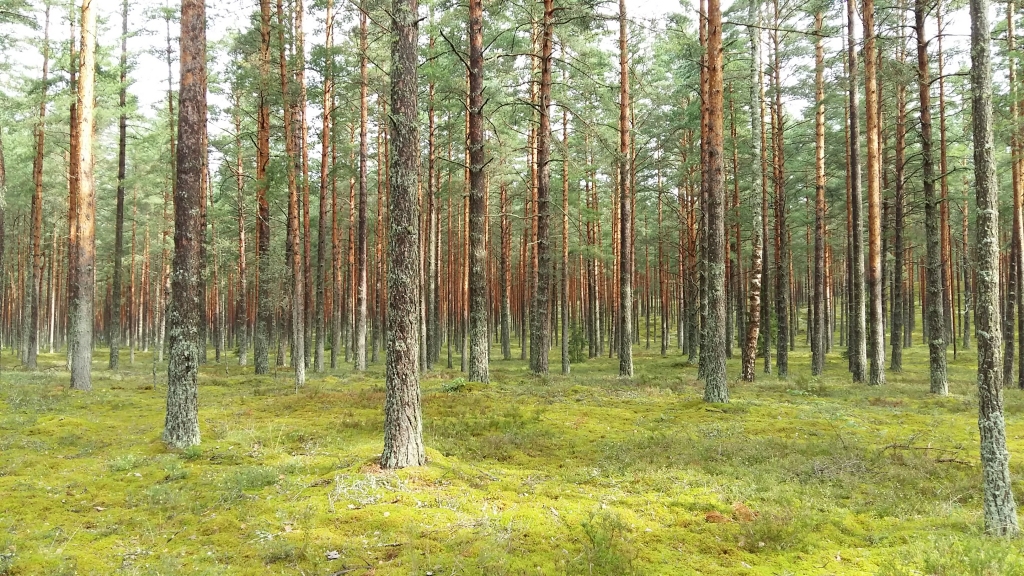 Latvijā atcelts meža ugunsnedrošais periods