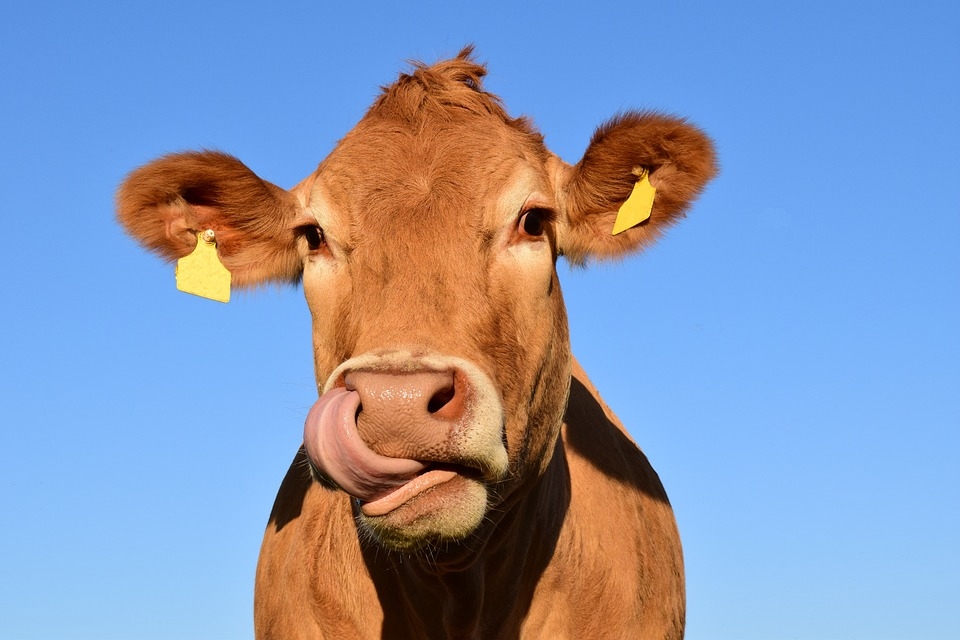 Piena lopkopības uzņēmuma "Agrofirma Jelgava" apgrozījums pērn pieaudzis par 39,6 procentiem