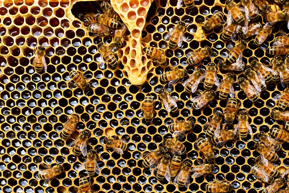 Biedrība: Bišu saimes šogad laikus pabarotas un ieziemotas