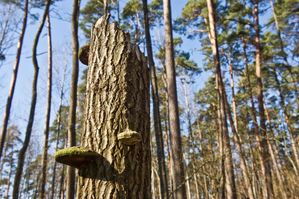 Jelgavā novembra beigās notiks meža nozares konference