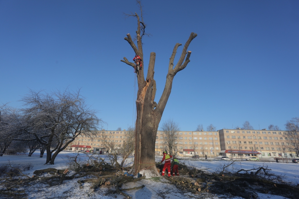 Jelgavas Ozolskvērā nozāģē dižkoku; koks iegūs otru mūžu
