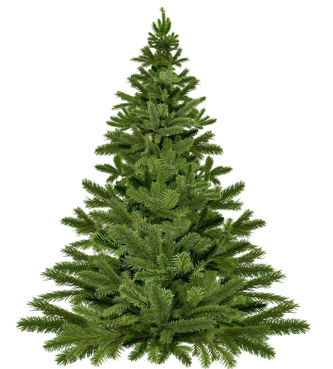 LLU zinātnieki stāsta: Savu Ziemassvētku koku meklējot