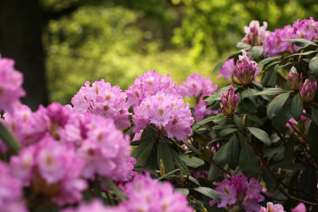 LU Botāniskajā dārzā uzziedējusi rododendru kolekcija (FOTO)