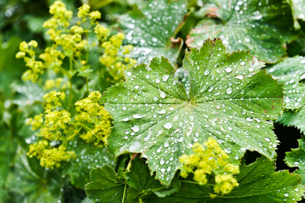 LU Bioloģijas fakultāte satraukta par samazinātu bioloģijas stundu skaitu vidusskolu programmās