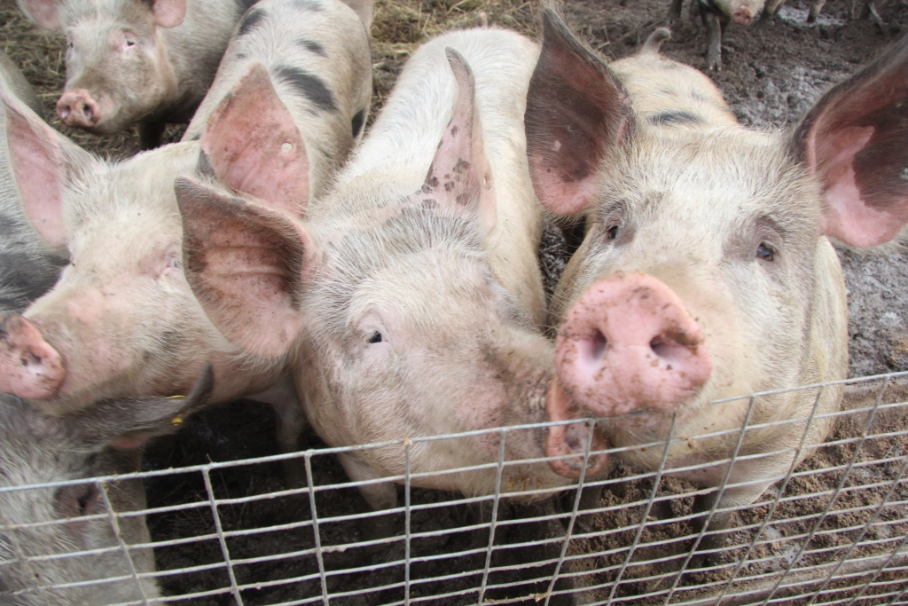 Lietuvā šogad pirmais Āfrikas cūku mēra uzliesmojums mājas cūkām; PVD aicina ievērot biodrošību